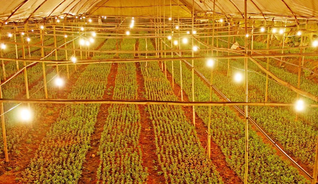 Đèn LED trong nông nghiệp